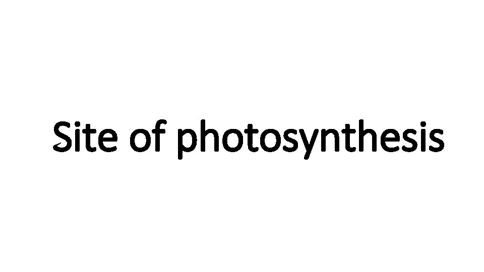 Site of photosynthesis 