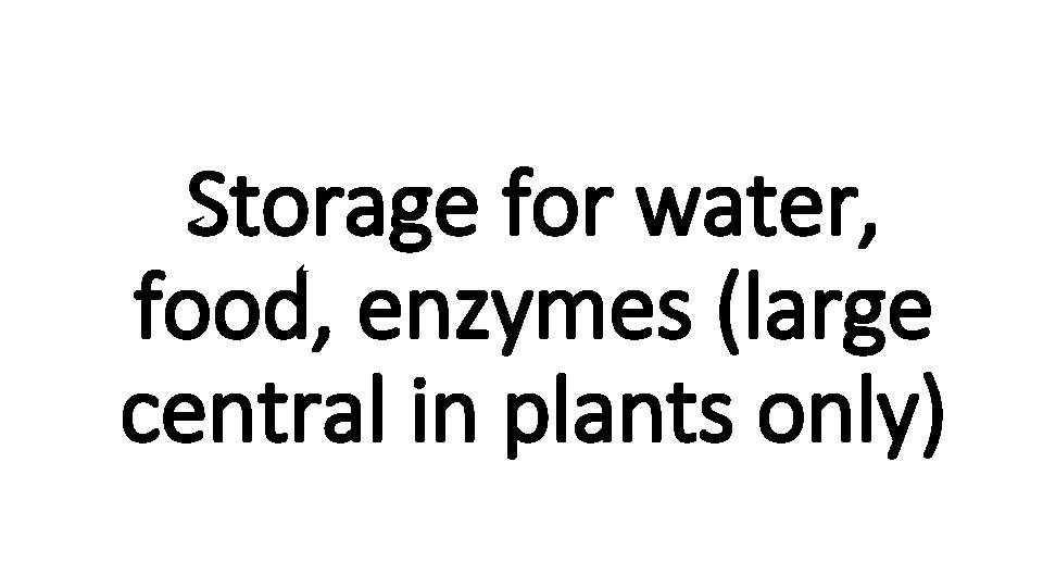 Storage for water, food, enzymes (large central in plants only) 