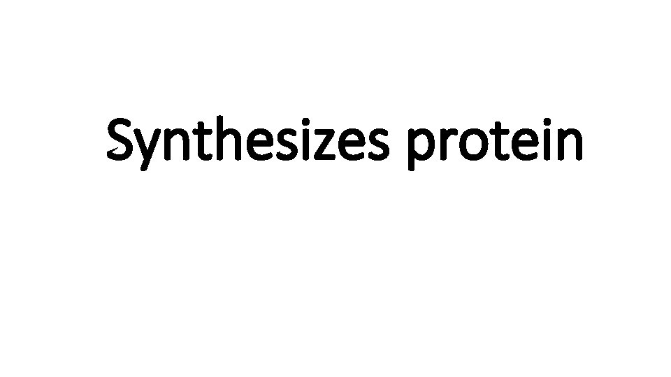 Synthesizes protein 