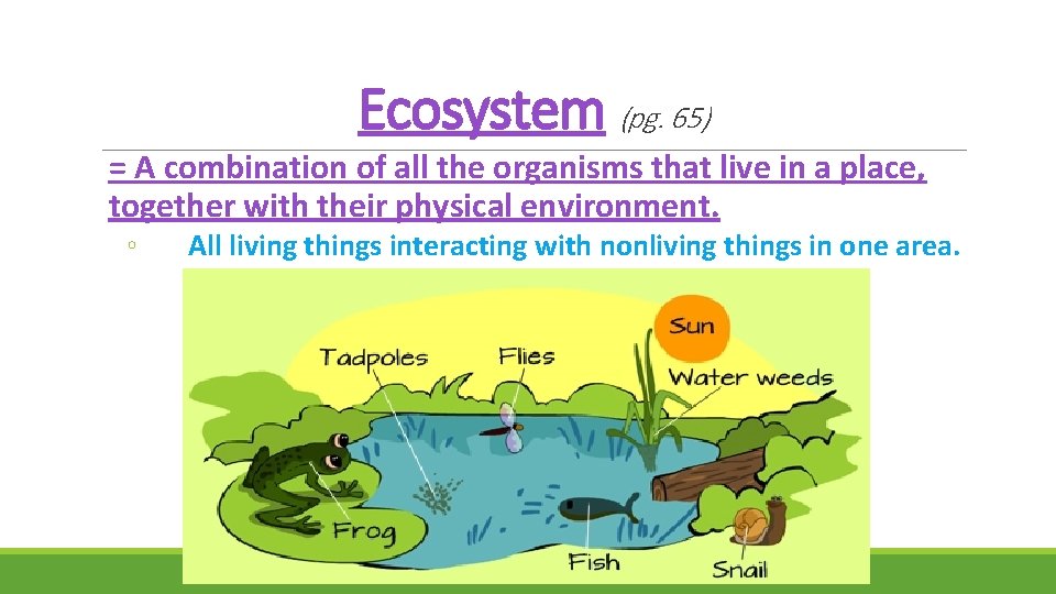 Ecosystem (pg. 65) = A combination of all the organisms that live in a