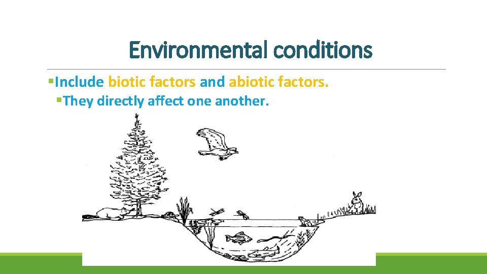 Environmental conditions §Include biotic factors and abiotic factors. §They directly affect one another. 