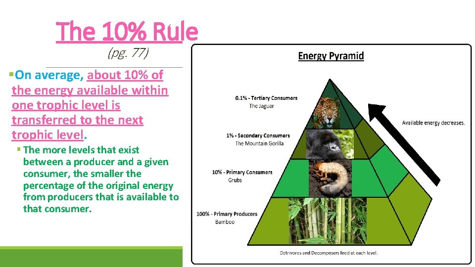 The 10% Rule (pg. 77) §On average, about 10% of the energy available within