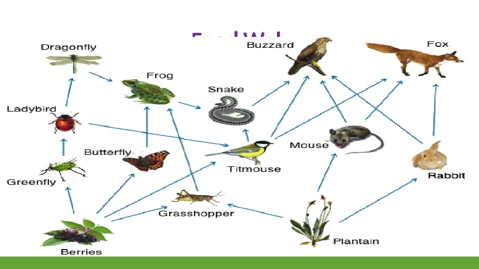 Food Web 