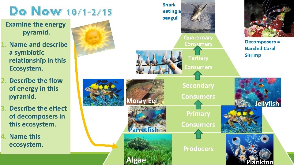 Shark eating a seagull Do Now 10/1 -2/15 Examine the energy pyramid. Quaternary Consumers