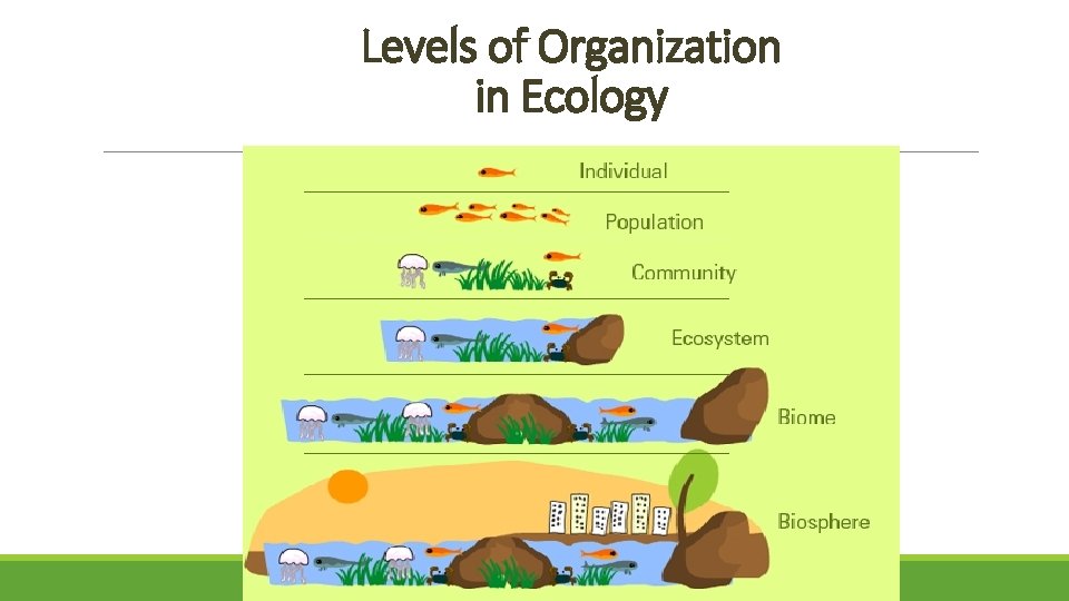 Levels of Organization in Ecology 