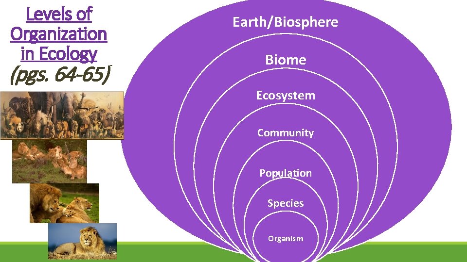 Levels of Organization in Ecology (pgs. 64 -65) Earth/Biosphere Biome Ecosystem Community Population Species