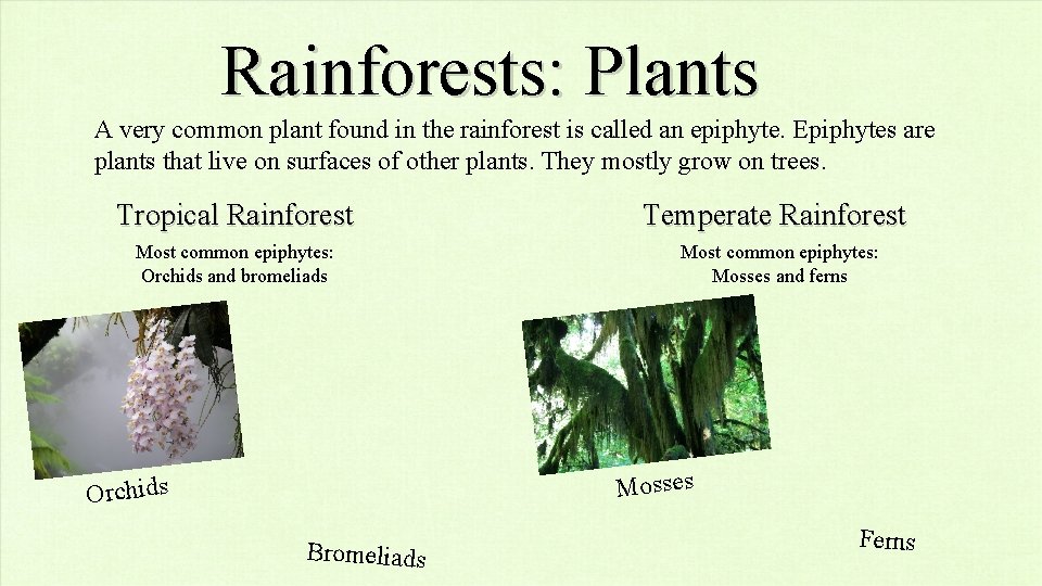 Rainforests: Plants A very common plant found in the rainforest is called an epiphyte.