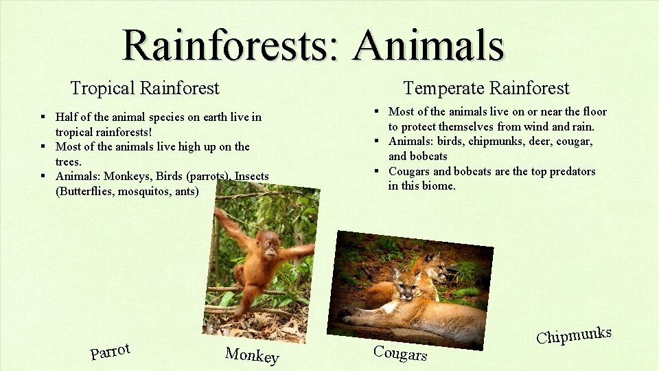 Rainforests: Animals Tropical Rainforest Temperate Rainforest § Half of the animal species on earth