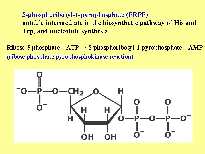 5 -phosphoribosyl-1 -pyrophosphate (PRPP): notable intermediate in the biosynthetic pathway of His and Trp,