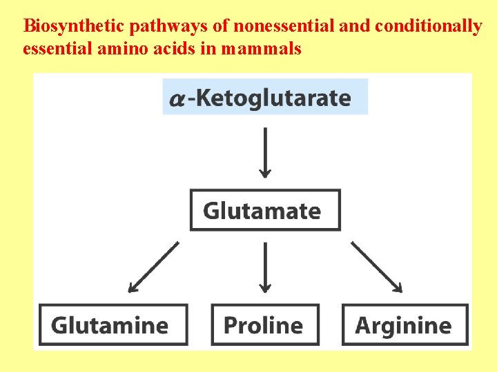 Biosynthetic pathways of nonessential and conditionally essential amino acids in mammals 
