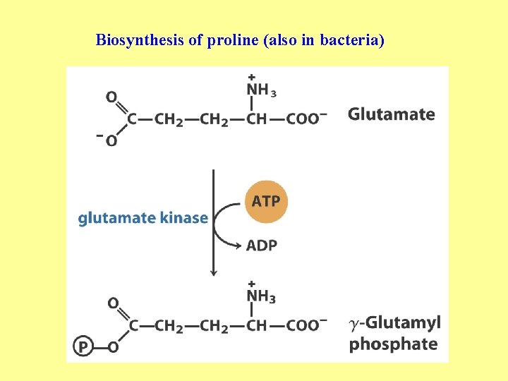Biosynthesis of proline (also in bacteria) 