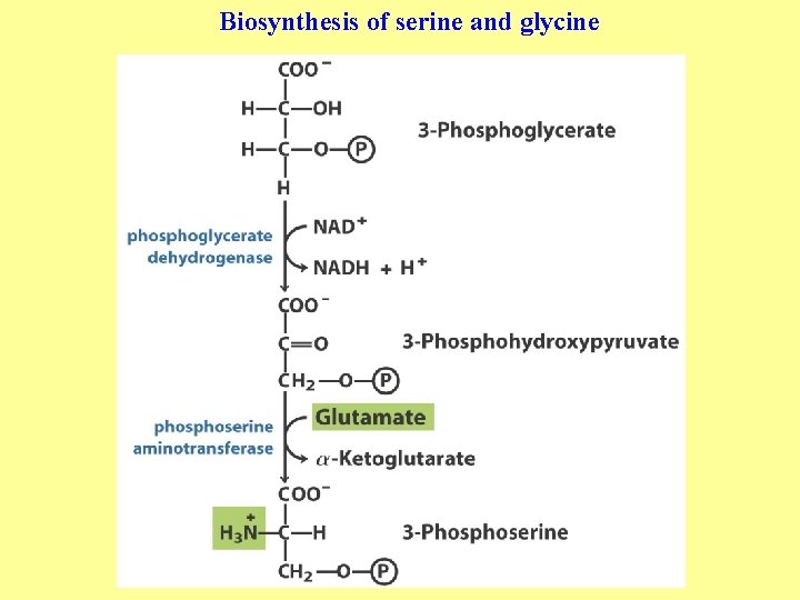 Biosynthesis of serine and glycine 
