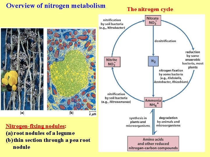 Overview of nitrogen metabolism Nitrogen-fixing nodules: (a) root nodules of a legume (b) thin