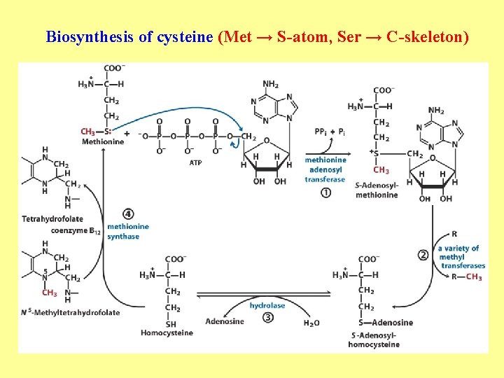 Biosynthesis of cysteine (Met → S-atom, Ser → C-skeleton) 