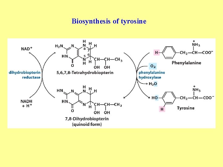 Biosynthesis of tyrosine 