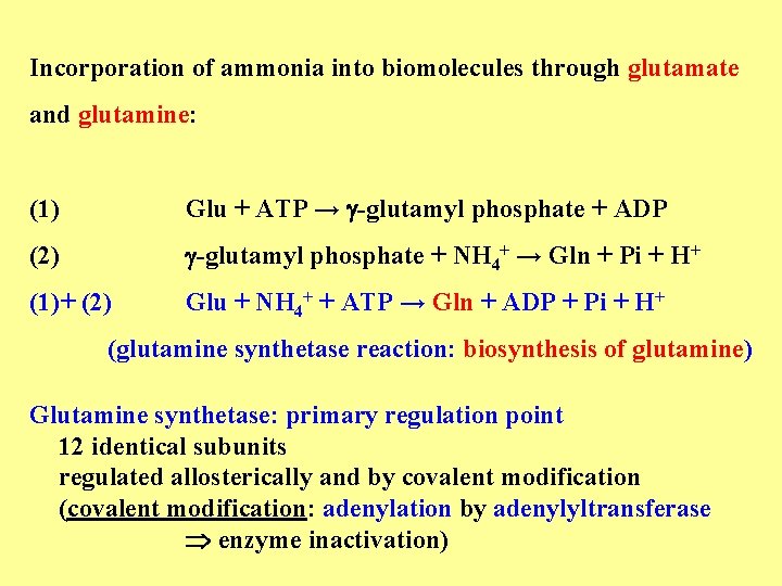 Incorporation of ammonia into biomolecules through glutamate and glutamine: (1) Glu + ATP →