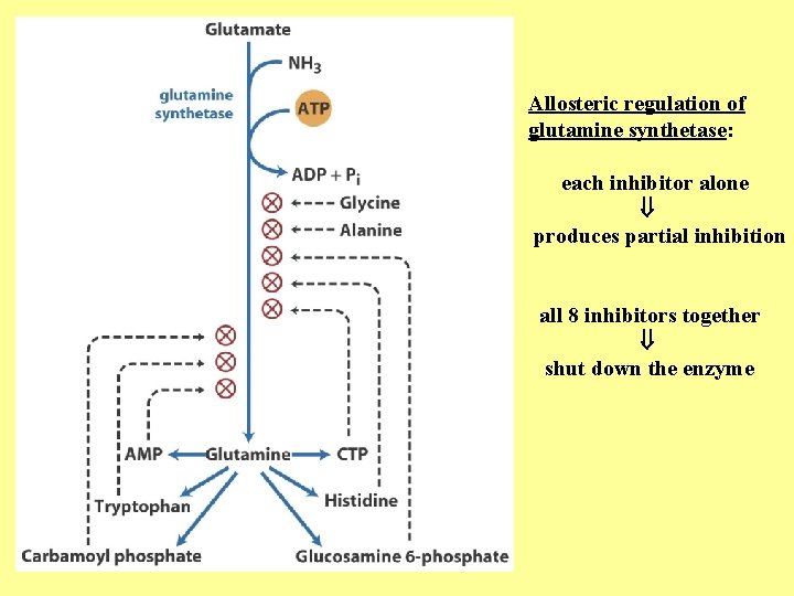 Allosteric regulation of glutamine synthetase: each inhibitor alone produces partial inhibition all 8 inhibitors