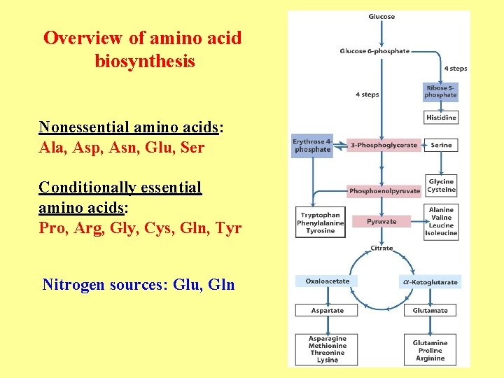 Overview of amino acid biosynthesis Nonessential amino acids: Ala, Asp, Asn, Glu, Ser Conditionally