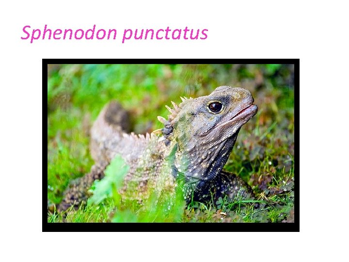 Sphenodon punctatus 