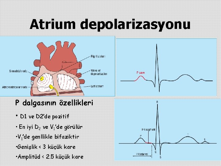 Atrium depolarizasyonu P dalgasının özellikleri • D 1 ve D 2’de pozitif • En