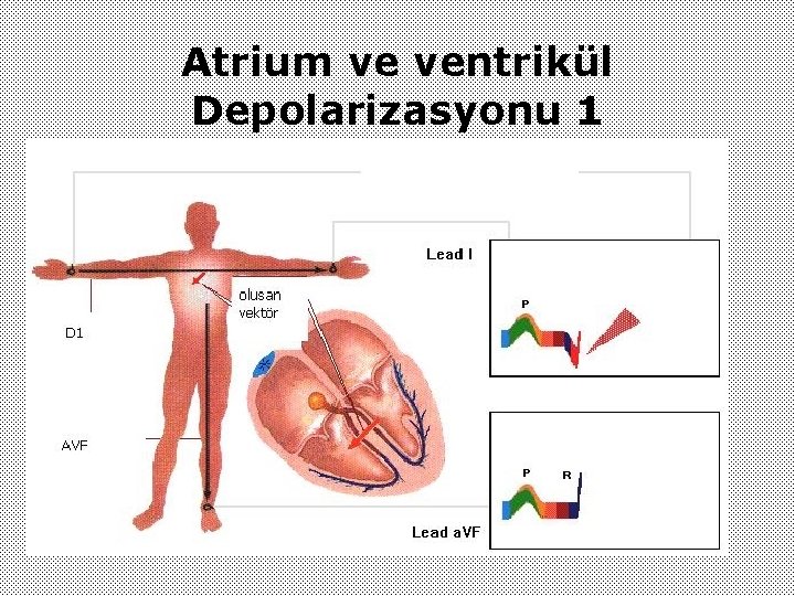 Atrium ve ventrikül Depolarizasyonu 1 