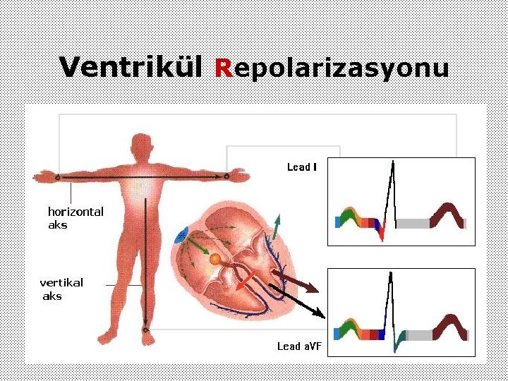 Ventrikül Repolarizasyonu 