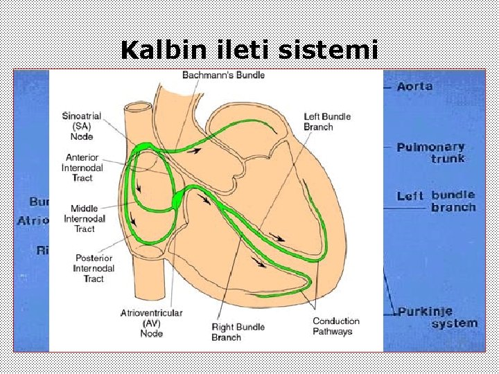 Kalbin ileti sistemi 