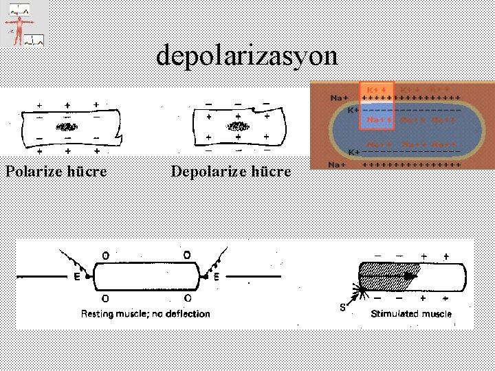 depolarizasyon Polarize hücre Depolarize hücre 