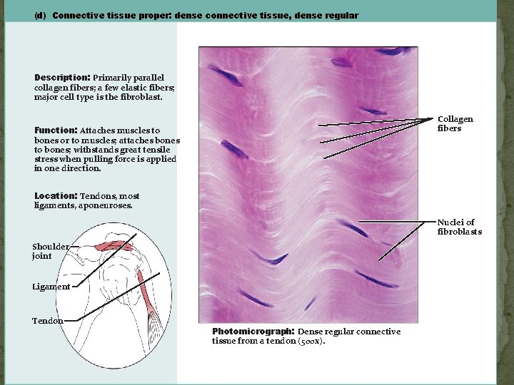 Figure(d) 4. 8 d Connective tissues. tissue proper: dense connective tissue, dense regular Description: