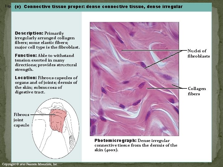 Figure(e) 4. 8 e Connective tissues. tissue proper: dense connective tissue, dense irregular Connective