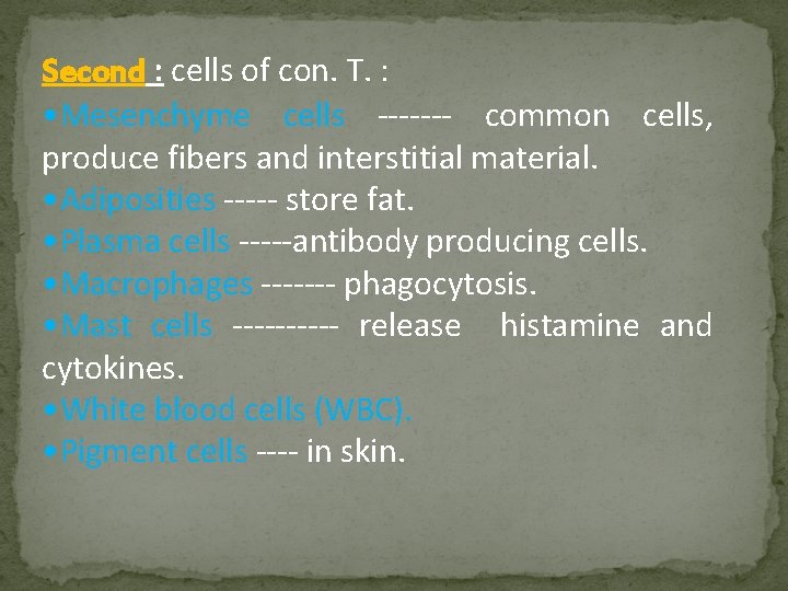 Second : cells of con. T. : • Mesenchyme cells ------- common cells, produce
