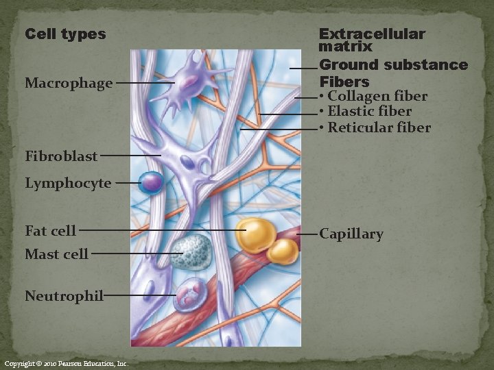 Cell types Macrophage Extracellular matrix Ground substance Fibers • Collagen fiber • Elastic fiber