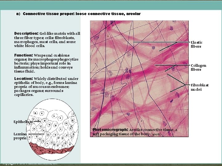 Figure 4. 8 a Connective tissues. (a) Connective tissue proper: loose connective tissue, areolar