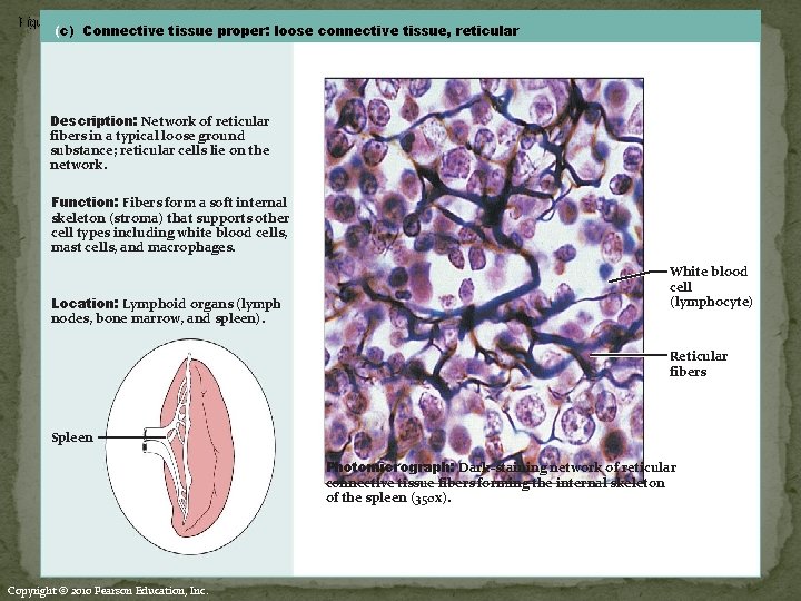 Figure 4. 8 c Connective tissues. (c) Connective tissue proper: loose connective tissue, reticular