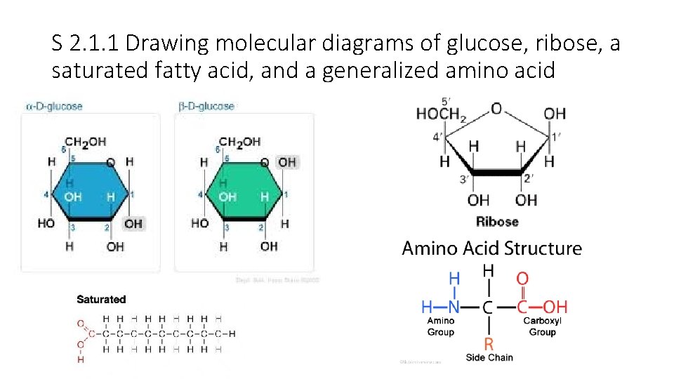 S 2. 1. 1 Drawing molecular diagrams of glucose, ribose, a saturated fatty acid, S 2. 1. 1 Drawing molecular diagrams of glucose, ribose, a saturated fatty acid,