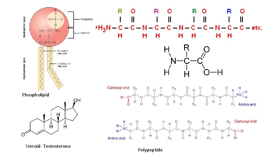 Phospholipid Steroid- Testosterone Polypeptide Phospholipid Steroid- Testosterone Polypeptide