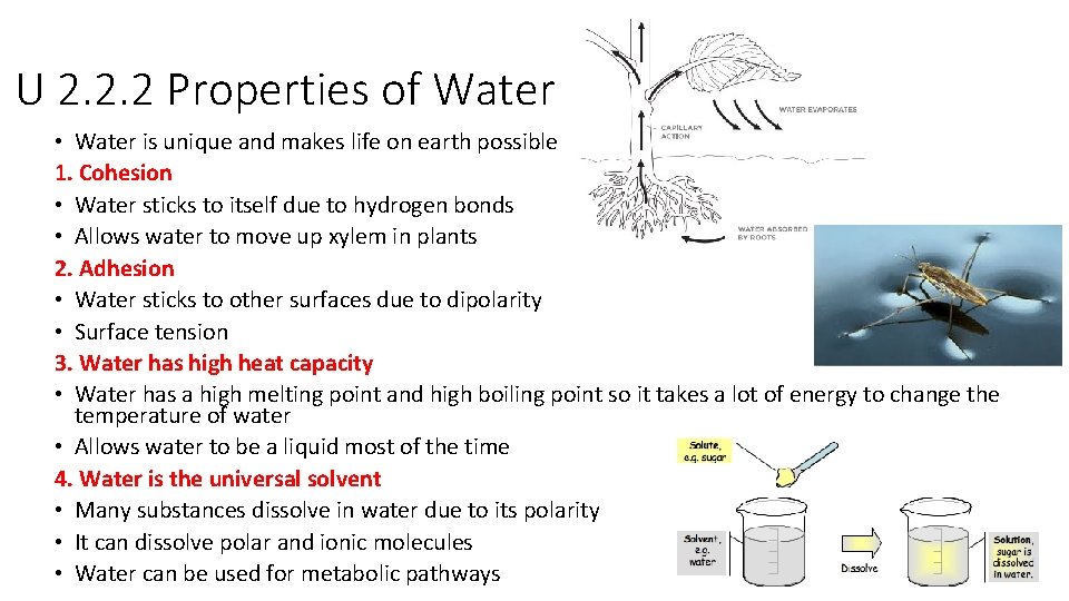 U 2. 2. 2 Properties of Water • Water is unique and makes life U 2. 2. 2 Properties of Water • Water is unique and makes life