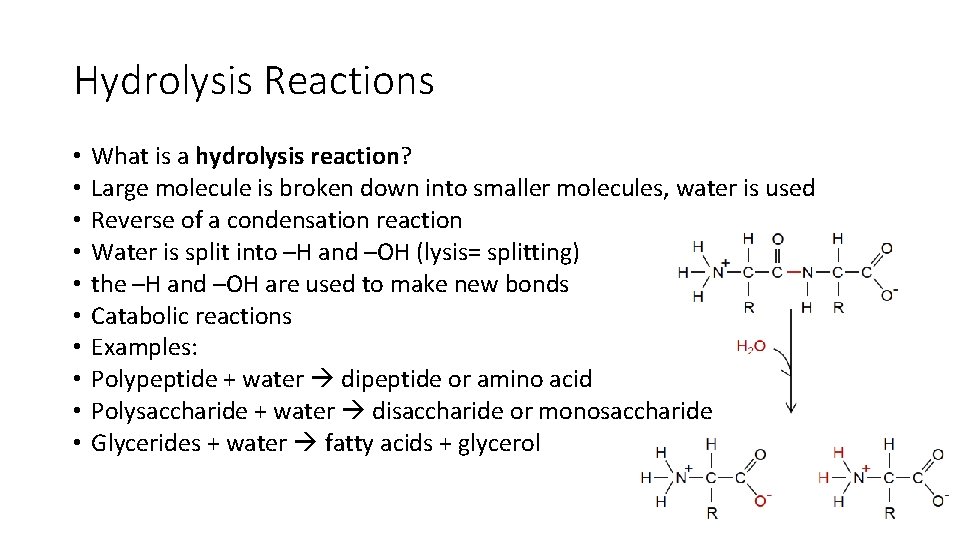 Hydrolysis Reactions • • • What is a hydrolysis reaction? Large molecule is broken Hydrolysis Reactions • • • What is a hydrolysis reaction? Large molecule is broken