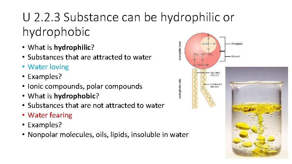 U 2. 2. 3 Substance can be hydrophilic or hydrophobic • • • What U 2. 2. 3 Substance can be hydrophilic or hydrophobic • • • What