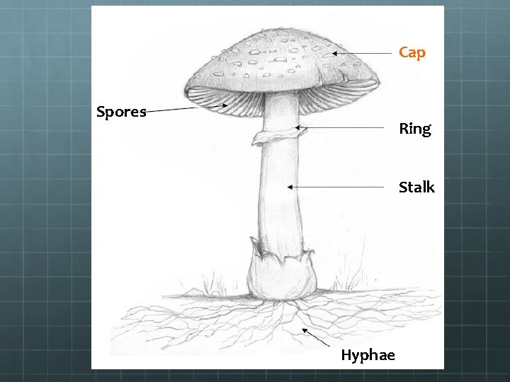 Cap Spores Ring Stalk Hyphae 