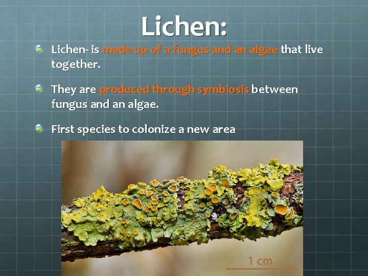 Lichen: Lichen- is made up of a fungus and an algae that live together.