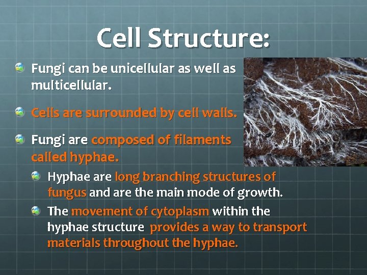 Cell Structure: Fungi can be unicellular as well as multicellular. Cells are surrounded by