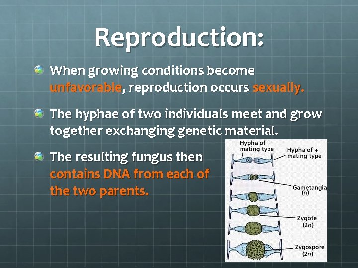 Reproduction: When growing conditions become unfavorable, reproduction occurs sexually. The hyphae of two individuals