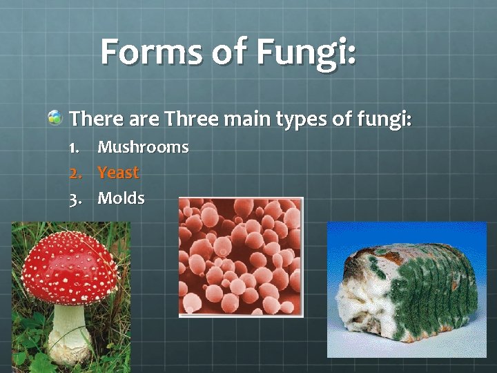 Forms of Fungi: There are Three main types of fungi: 1. 2. 3. Mushrooms