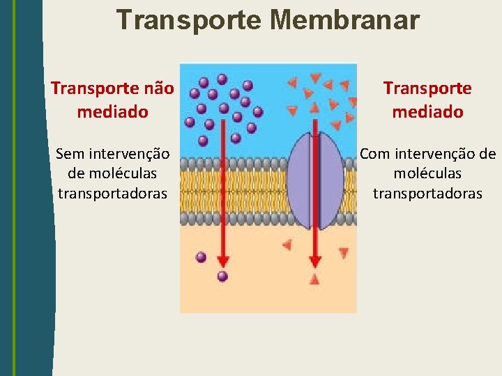 Transporte Membranar Transporte não mediado Transporte mediado Sem intervenção de moléculas transportadoras Com intervenção