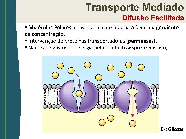 Transporte Mediado Difusão Facilitada § Moléculas Polares atravessam a membrana a favor do gradiente