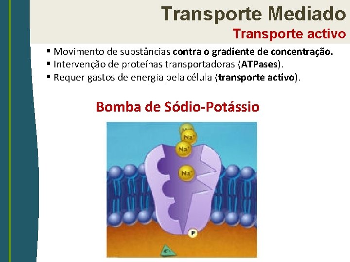 Transporte Mediado Transporte activo § Movimento de substâncias contra o gradiente de concentração. §