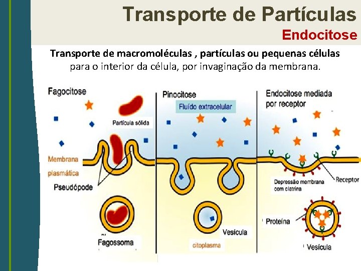 Transporte de Partículas Endocitose Transporte de macromoléculas , partículas ou pequenas células para o