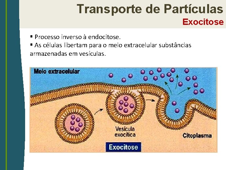 Transporte de Partículas Exocitose § Processo inverso à endocitose. § As células libertam para