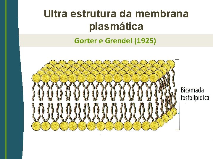 Ultra estrutura da membrana plasmática Gorter e Grendel (1925) 